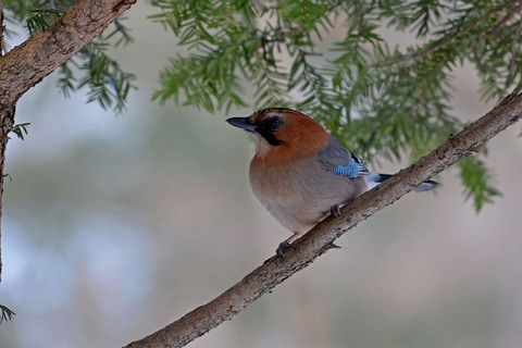 DSC_2662.jpg