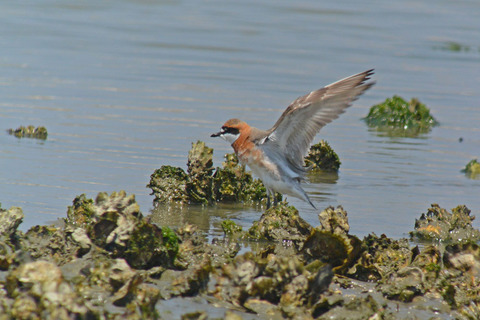 DSC_2662.jpg