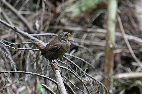 DSC_2674.jpg