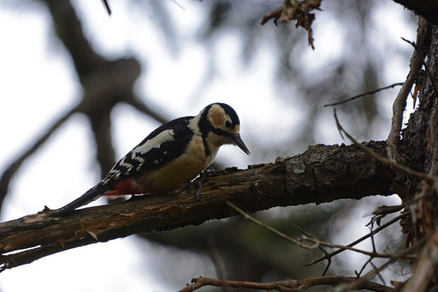 DSC_2685.jpg