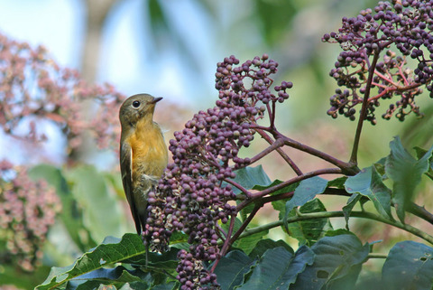 DSC_2686.jpg