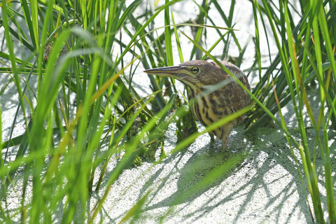 DSC_2700.jpg