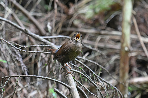 DSC_2707.jpg
