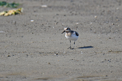 DSC_2712.jpg