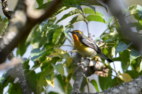 DSC_2726.jpg