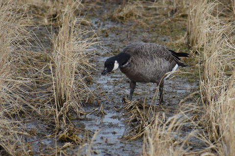 DSC_2733.jpg