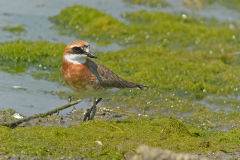 DSC_2736.jpg