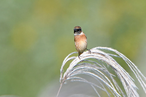DSC_2737.jpg