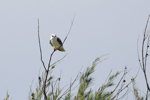 DSC_2746.jpg