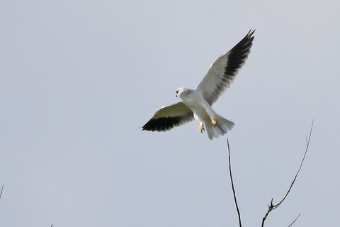 DSC_2750.jpg