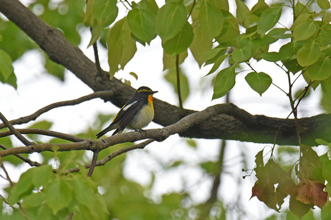 DSC_2755.jpg