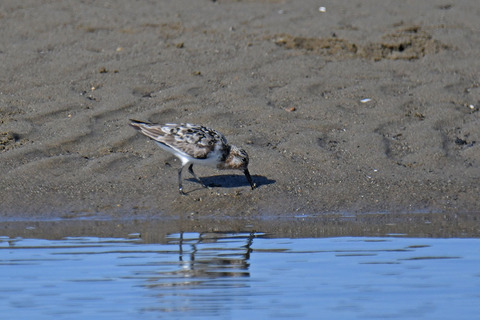 DSC_2763.jpg