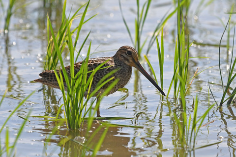 DSC_2783.jpg