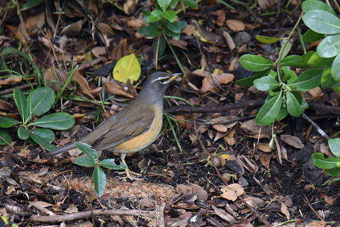 DSC_2786.jpg