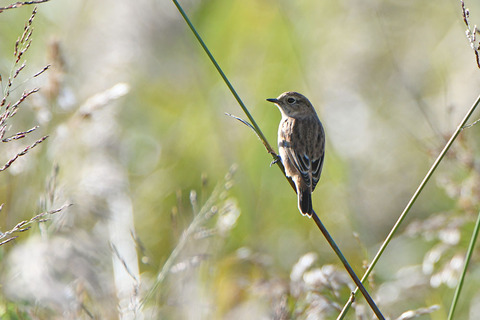 DSC_2797.jpg