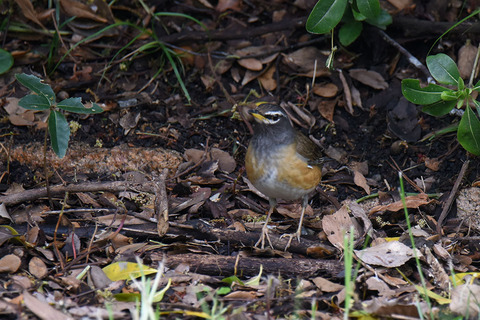DSC_2810.jpg