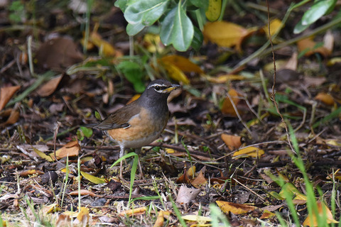 DSC_2818.jpg