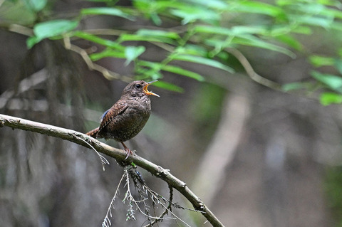 DSC_2821.jpg