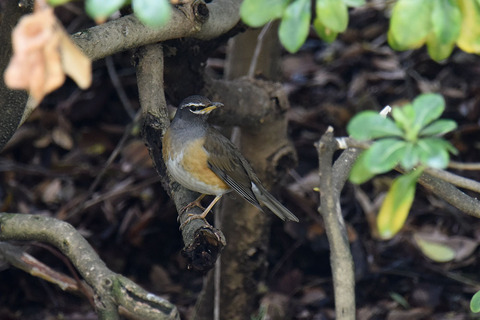 DSC_2831.jpg