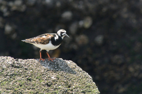DSC_2833.jpg