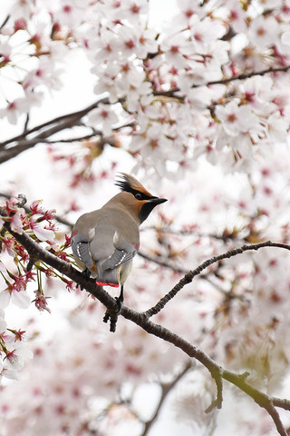 DSC_2837.jpg