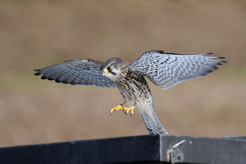 DSC_2851.jpg