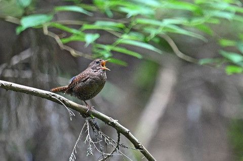 DSC_2860.jpg