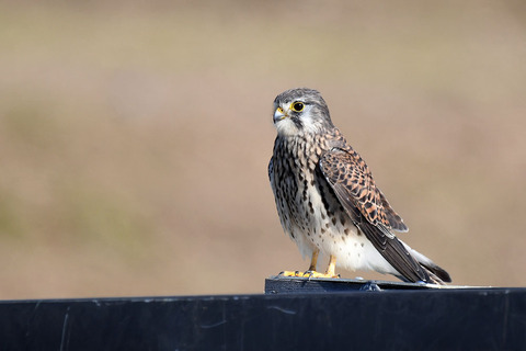 DSC_2876.jpg
