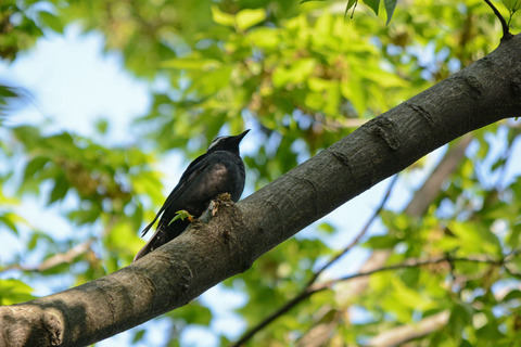 DSC_2883.jpg