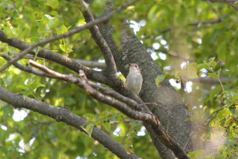 DSC_2889.jpg