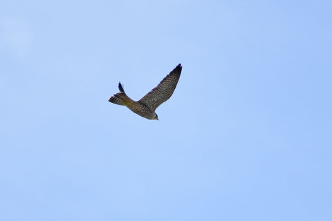 DSC_2896.jpg