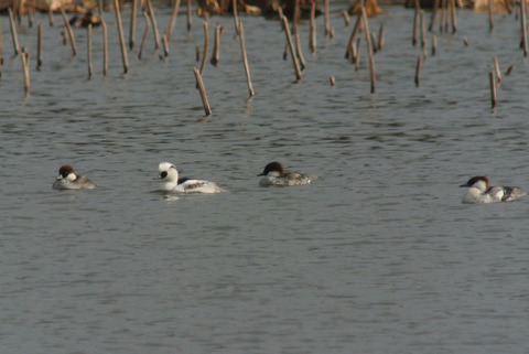 DSC_2899.jpg