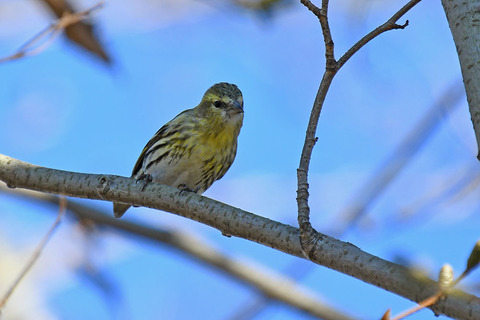 DSC_2923.jpg