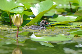 DSC_2927.jpg
