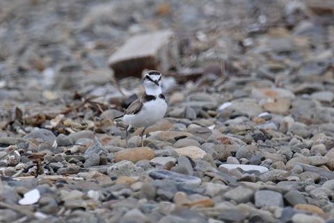 DSC_2946.jpg