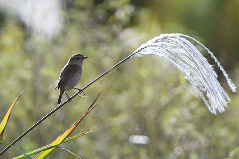 DSC_2953.jpg