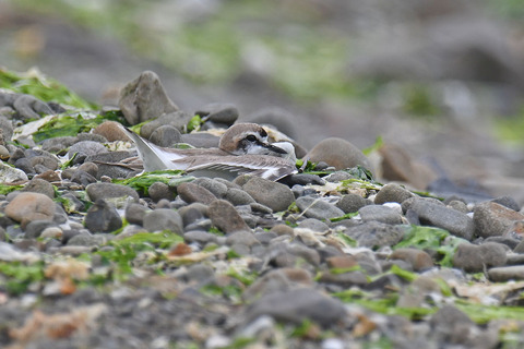 DSC_2965.jpg