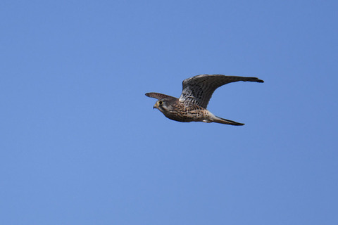 DSC_2969.jpg