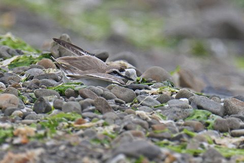 DSC_2970.jpg
