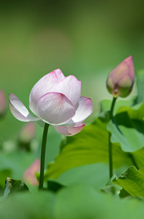 DSC_2975.jpg