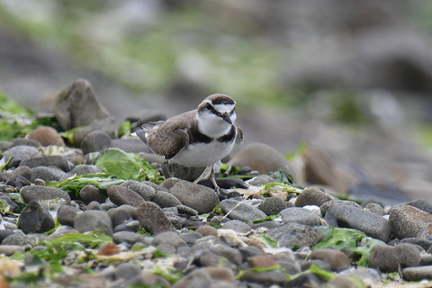 DSC_2984.jpg