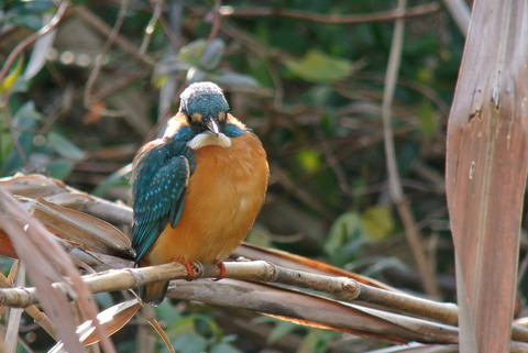 DSC_3017.jpg