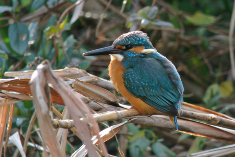 DSC_3023.jpg