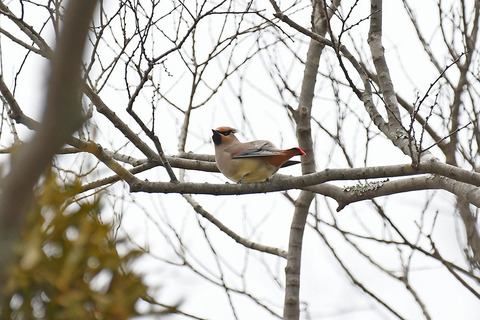 DSC_3032.jpg