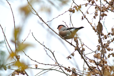DSC_3047.jpg