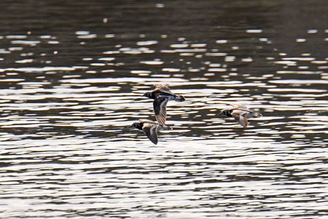 DSC_3058.jpg