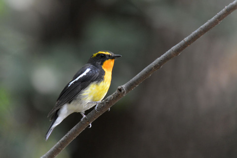 DSC_3071.jpg