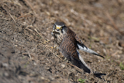 DSC_3078.jpg