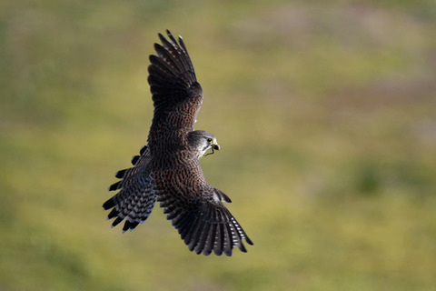 DSC_3085.jpg