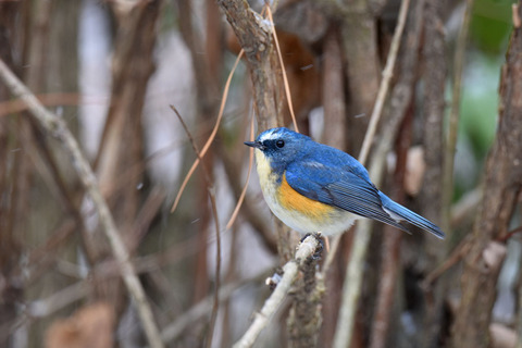 DSC_3103.jpg
